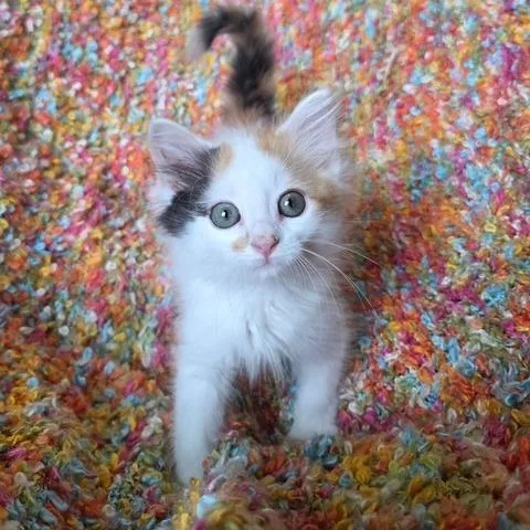 A baby small-sized female Domestic Long Hair cat named Delilah for adoption in Woodstock, GA
