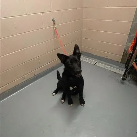 An adult large-sized female Black Mixed Breed dog named Lilly for adoption in Tacoma, WA