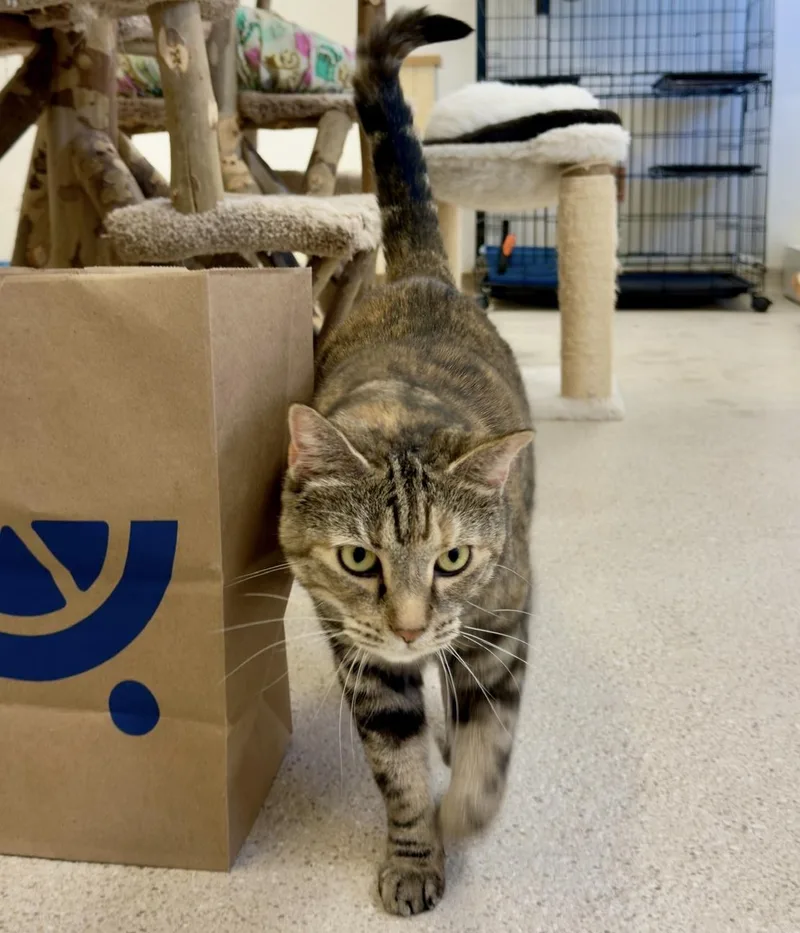 An adult large-sized female Torbie Domestic Short Hair cat named Nougat for adoption in Cincinnati, OH