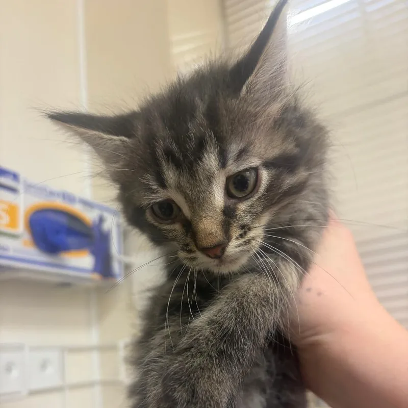 A baby small-sized male Black Domestic Long Hair cat named Gratitude for adoption in Pekin, IL