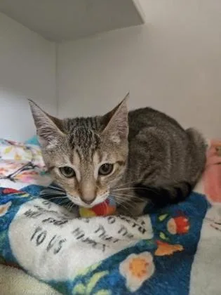 A baby small-sized female Domestic Short Hair cat named Teenie for adoption in Savannah, GA