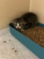 A young small-sized female Domestic Medium Hair cat named Star Burst for adoption in Blue Springs, MO