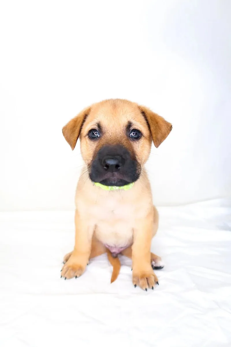 A baby medium-sized male Yellow / Tan / Blond / Fawn Shepherd dog named Sabor for adoption in Bixby, OK