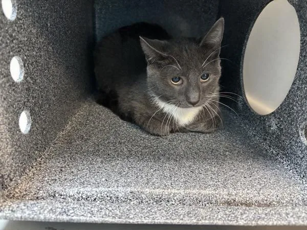 A young medium-sized male Domestic Short Hair cat named Grayson for adoption in New York, NY