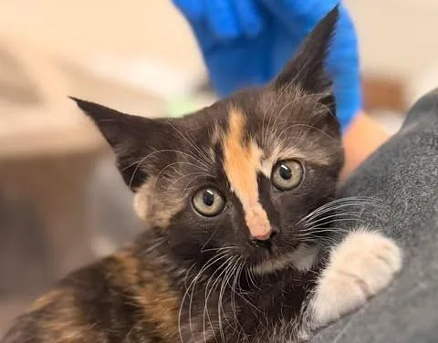A baby medium-sized female Calico Domestic Short Hair cat named Hoo Haha for adoption in Fruit Heights, UT