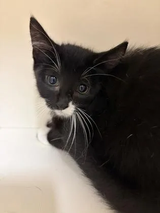 A baby small-sized female Domestic Short Hair cat named Affogato for adoption in Westland, MI