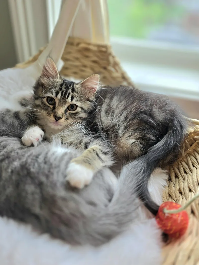A baby medium-sized female Tabby (Brown / Chocolate) Domestic Short Hair cat named Crumpet  Madeline  for adoption in Brooklyn, NY