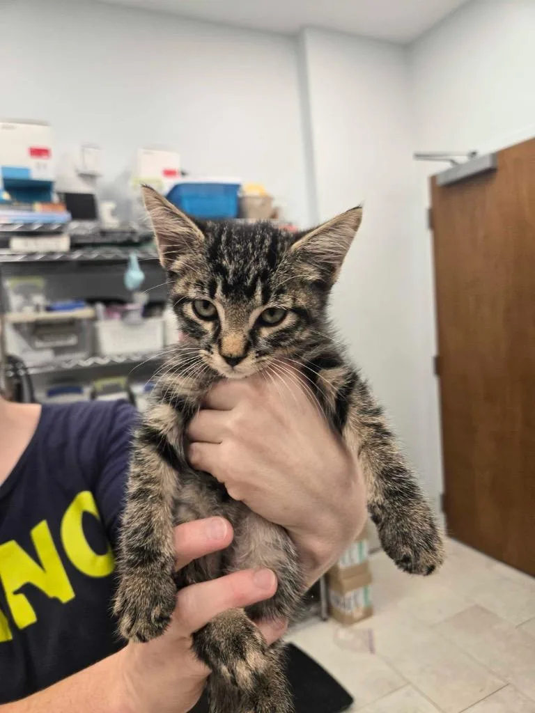 A baby small-sized male Domestic Short Hair cat named Paul Blart Mall Cat for adoption in New Orleans, LA