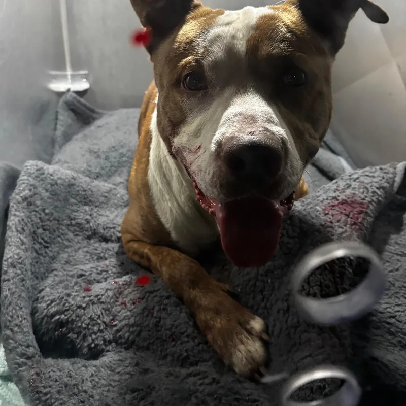 An adult medium-sized male Brown / Chocolate Mixed Breed dog named Beyblade for adoption in Philadelphia, PA