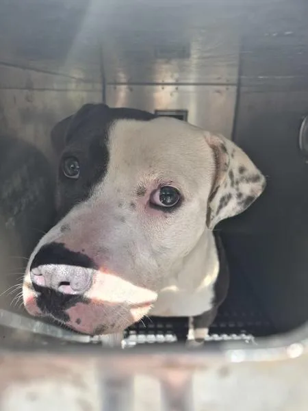 Pen C Felicia thumbnail 2