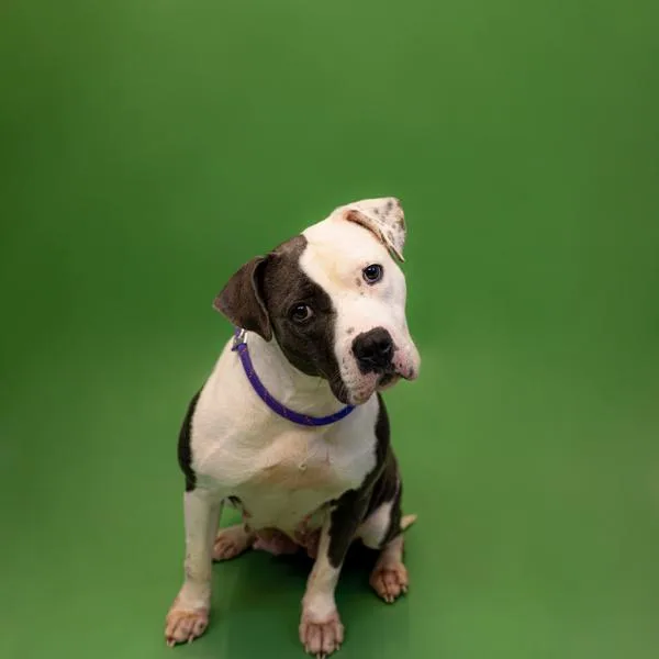 Pen C Felicia thumbnail 3