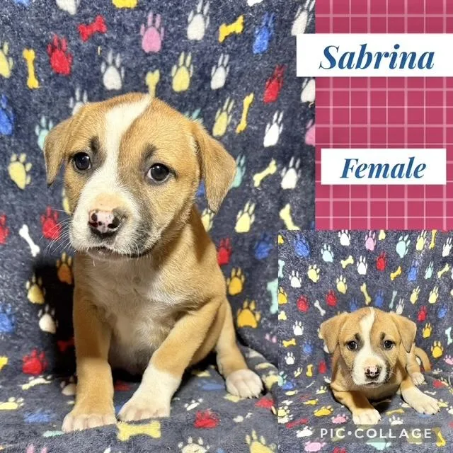 A baby medium-sized female Catahoula Leopard Dog dog named Sabrina for adoption in Manchester, CT