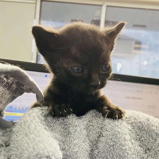 A baby medium-sized male Domestic Short Hair cat named Itty Bit for adoption in Dallas, TX