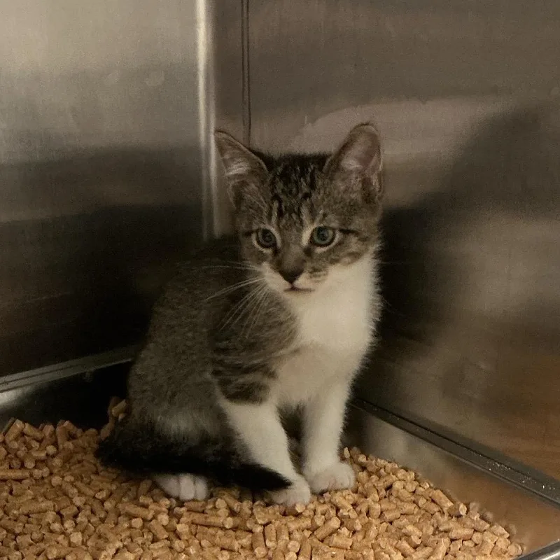 A baby small-sized male Brown / Chocolate Domestic Short Hair cat named Russet for adoption in Elizabeth City, NC