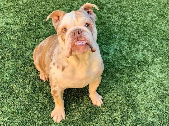 An adult medium-sized female Brown / Chocolate English Bulldog dog named Save Me Please! Chalupa for adoption in San Marcos, CA