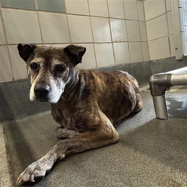 An adult medium-sized female Terrier dog named Erline for adoption in San Antonio, TX