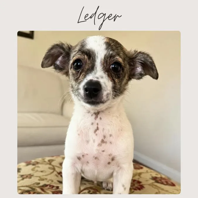 Ledger