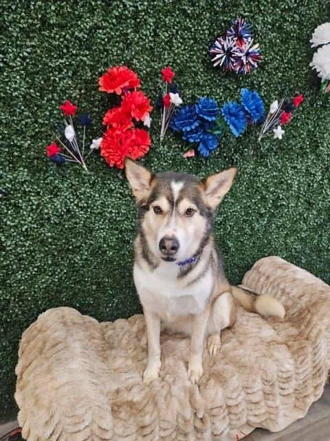 An adult large-sized female Siberian Husky dog named Kennedy for adoption in Canyon, TX