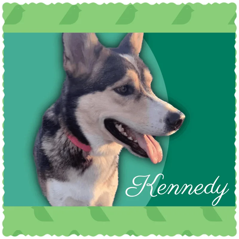 Kennedy thumbnail 2