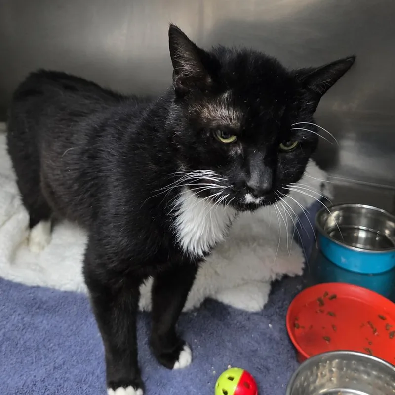 A senior medium-sized male Black Domestic Short Hair cat named Topher Grace for adoption in San Jacinto, CA