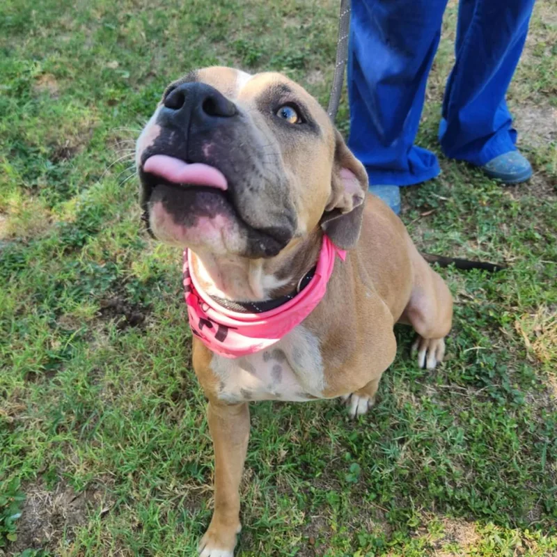 An adult medium-sized female Golden Pit Bull Terrier dog named Grace JuM for adoption in Austin, TX