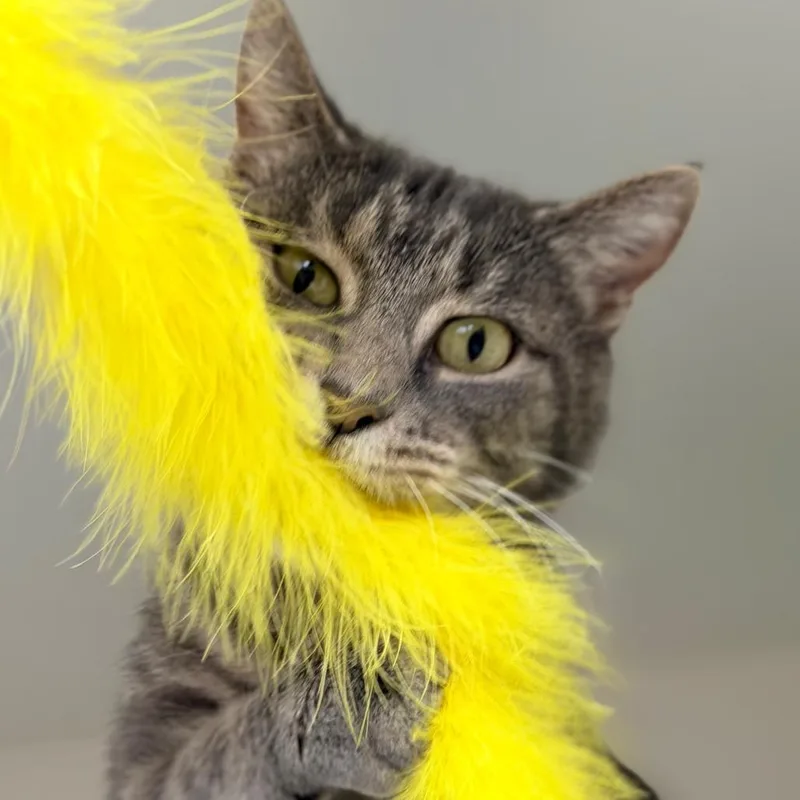 Philomena Cunk thumbnail 4