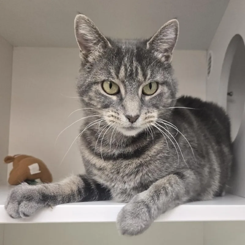 Philomena Cunk thumbnail 6