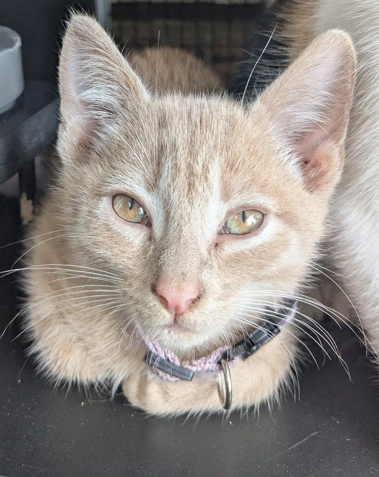 A baby medium-sized male Orange / Red Domestic Short Hair cat named Fiyero for adoption in Albemarle, NC