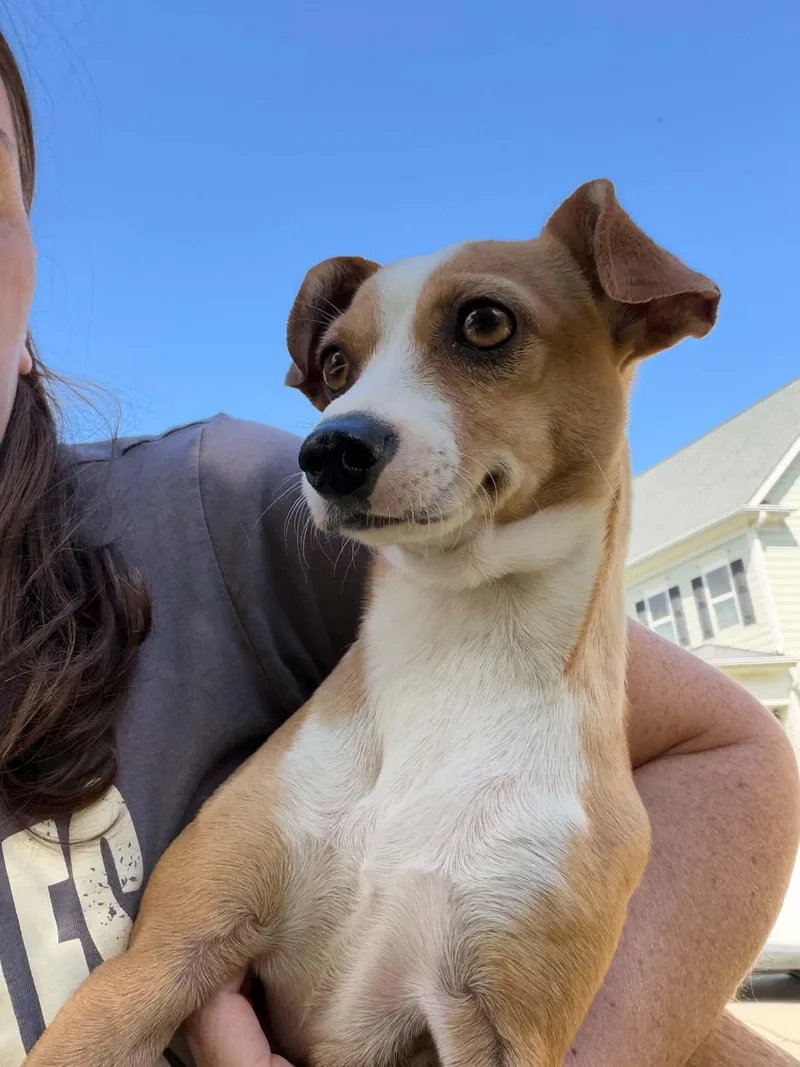 An adult small-sized female Chihuahua dog named Lunita for adoption in Holly Springs, NC