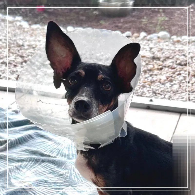 Rhea thumbnail 4