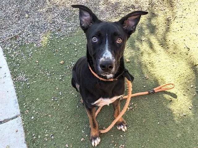 A young large-sized male German Shepherd Dog dog named Walle for adoption in Phoenix, AZ