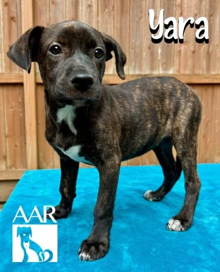 A baby small-sized female Plott Hound dog named Yara for adoption in Magnolia, TX