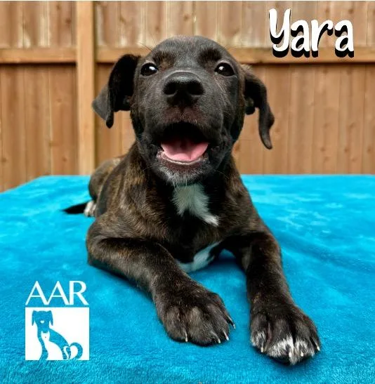 Yara thumbnail 4