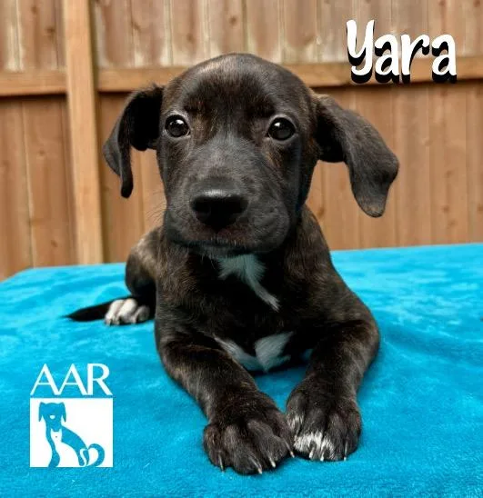 Yara thumbnail 5