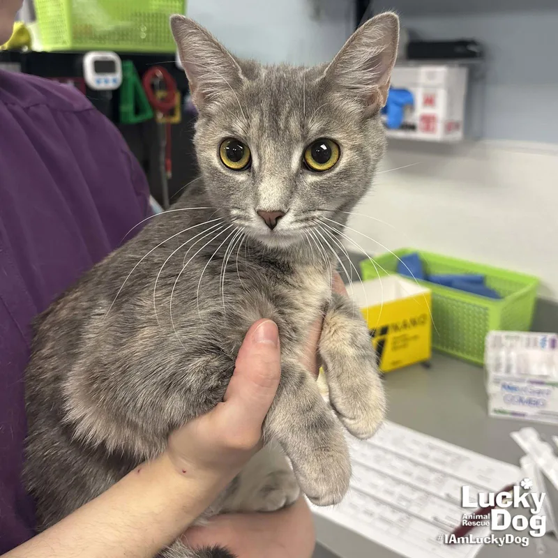 A young medium-sized female Gray / Blue / Silver Domestic Short Hair cat named Jocelyn for adoption in Washington, DC