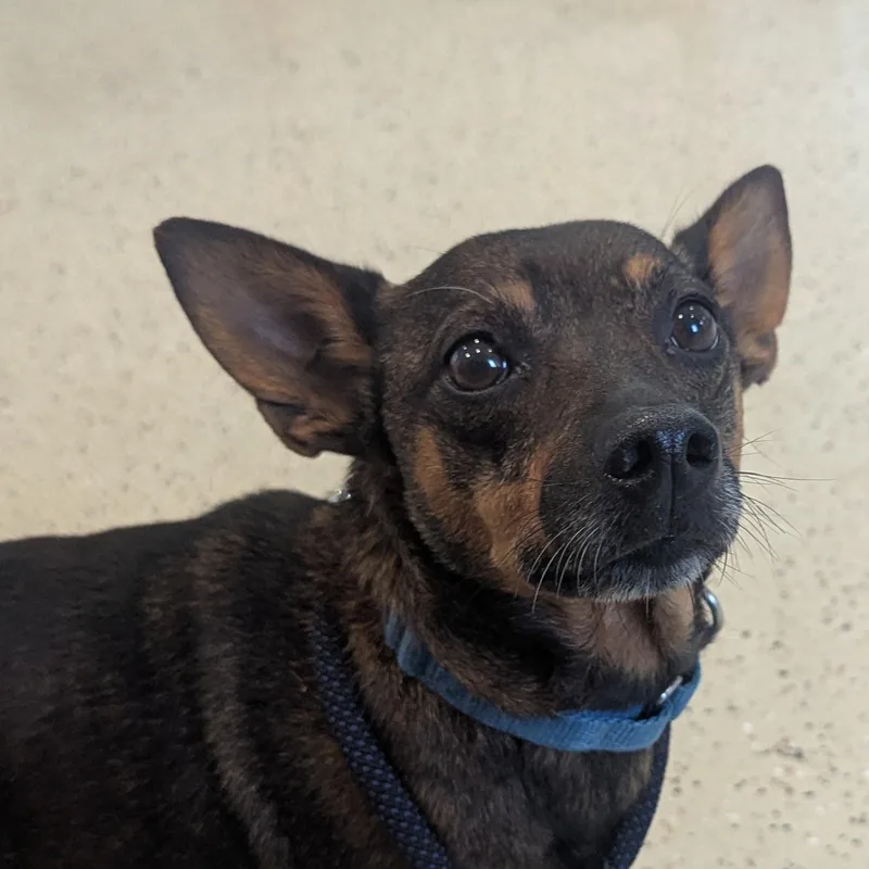 A young small-sized male Miniature Pinscher dog named Peanut for adoption in Fenton, MI