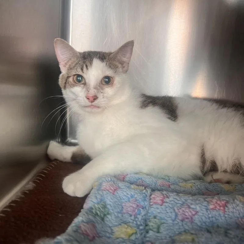 A young medium-sized male White Domestic Short Hair cat named Sonny for adoption in Las Vegas, NV