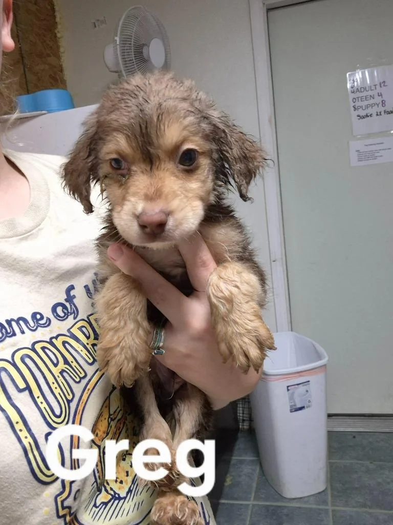 A baby medium-sized male Golden Retriever dog named Greg for adoption in Center, TX