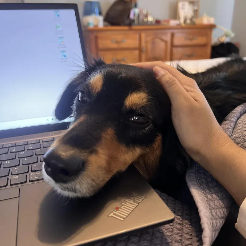 Stella