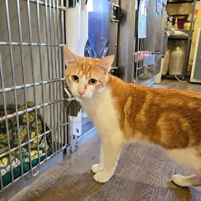 An adult medium-sized male White Domestic Short Hair cat named Axel for adoption in Park Falls, WI