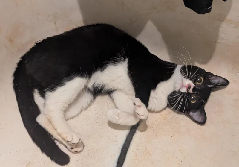 Cookie — Bonded Pair thumbnail 2