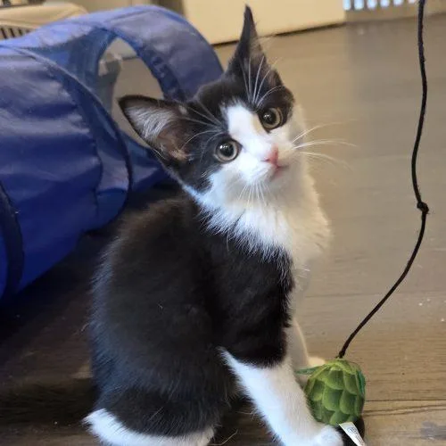 A baby small-sized male Domestic Short Hair cat named Nickel for adoption in Knoxville, TN