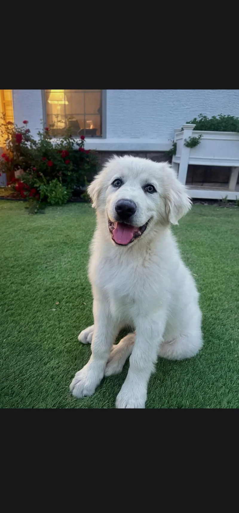 A young extra large-sized male Great Pyrenees dog named Nimbus for adoption in Mesa, AZ
