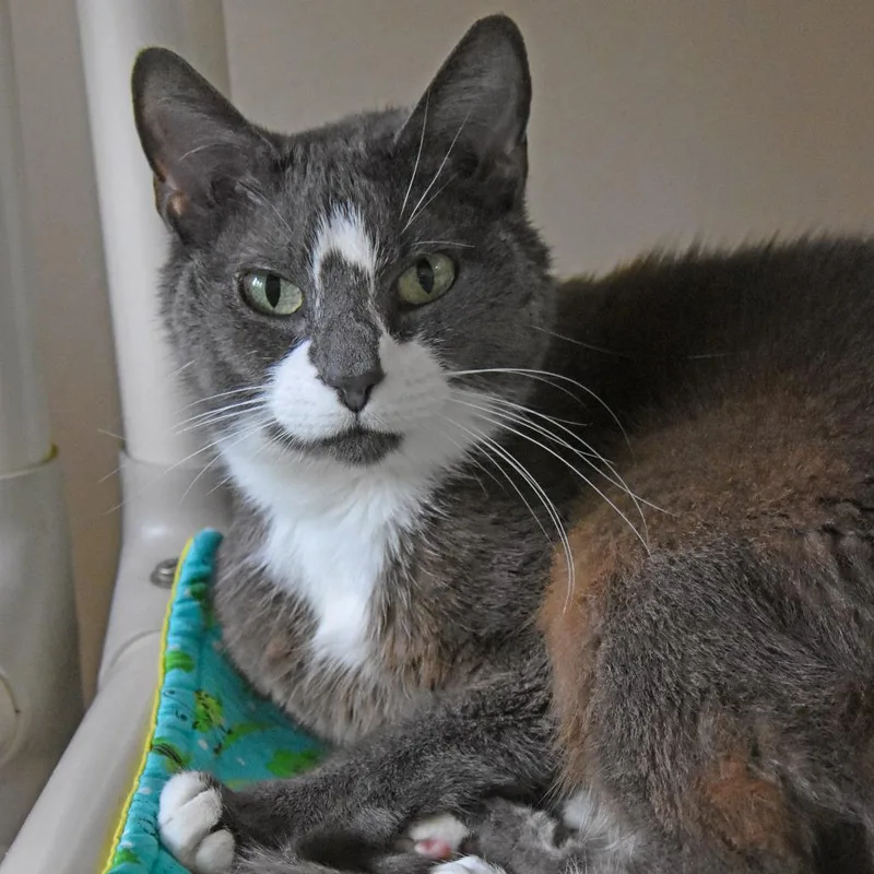 An adult medium-sized female Gray / Blue / Silver Domestic Short Hair cat named Kay for adoption in Columbus, NC