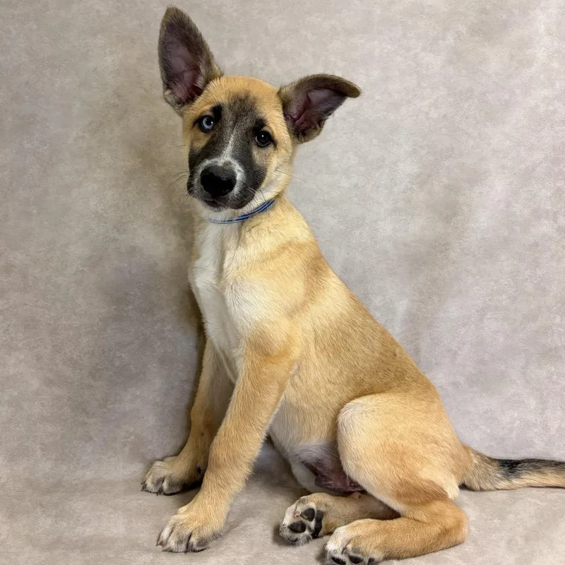 A baby small-sized male Shepherd dog named Thor for adoption in Parker, CO