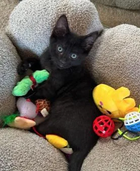 A baby medium-sized female Black Domestic Short Hair cat named ShaCarri for adoption in oceanside, CA