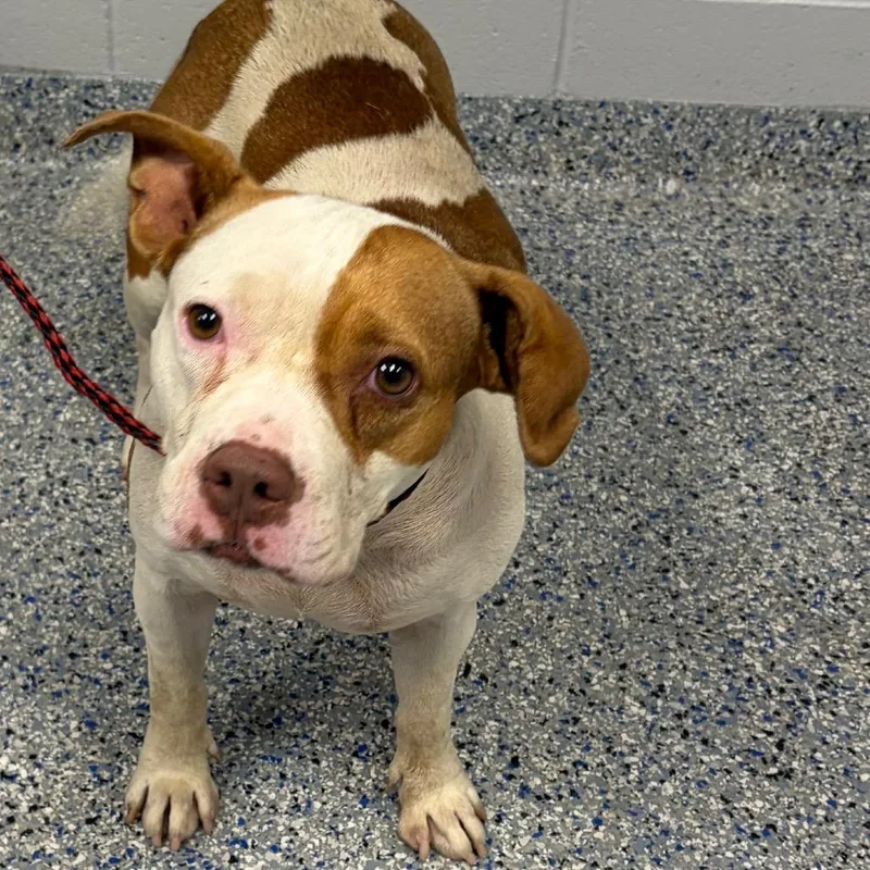 An adult medium-sized female Brown / Chocolate Mixed Breed dog named Sky for adoption in Greenville, SC