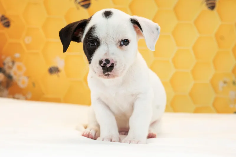 A baby medium-sized male Bulldog dog named Bumblebee for adoption in Avon, CT