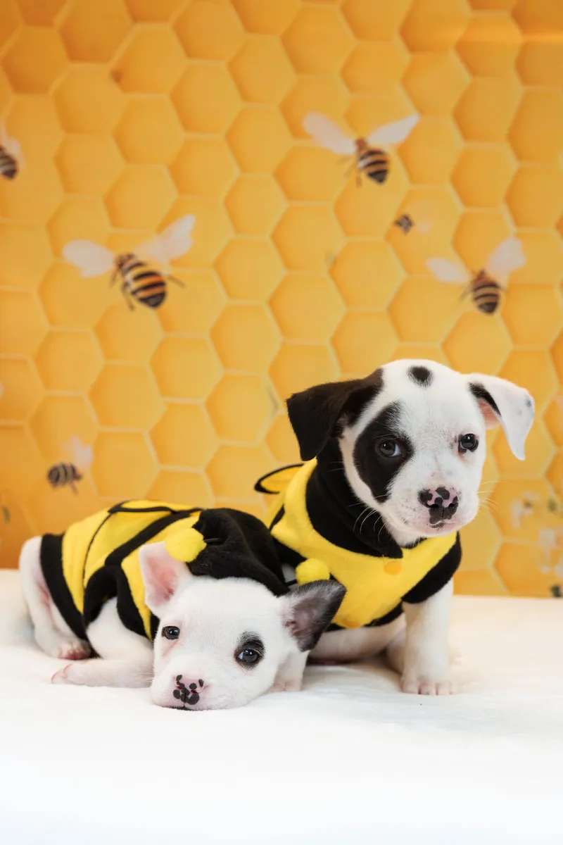 Bumblebee thumbnail 3