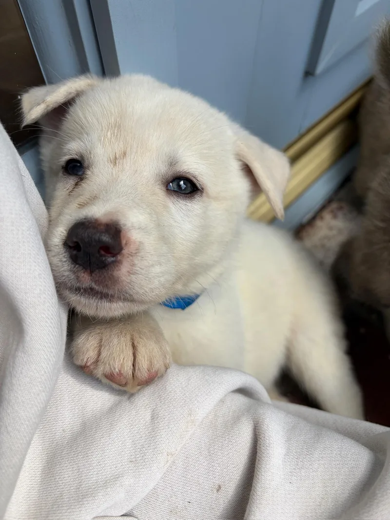 A baby small-sized male Shepherd dog named Louis for adoption in santa monica, CA